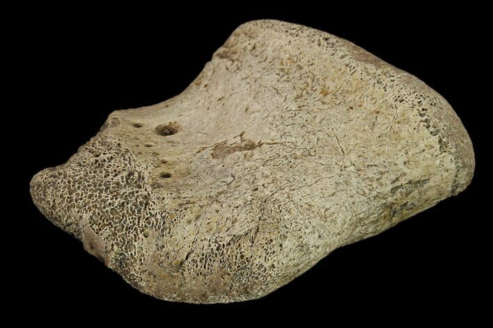 Ceratopsian Dinosaur Phalange - Alberta (Disposition #-) #134441